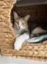 Trixi (3)